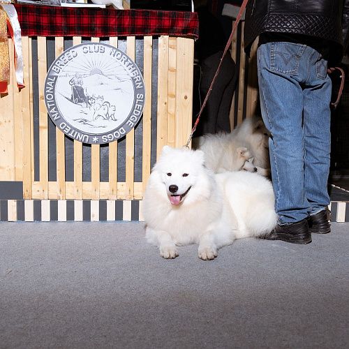 Евразия 2019 Интернациональные выставки собак 