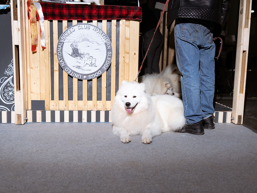 Евразия 2019 Интернациональные выставки собак