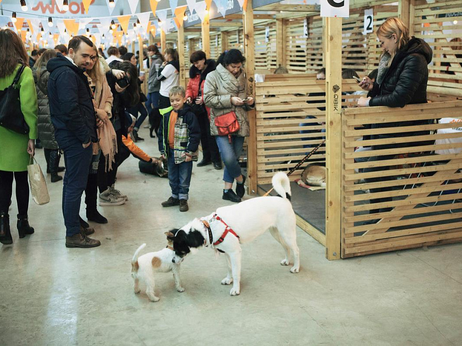 выставка собак
